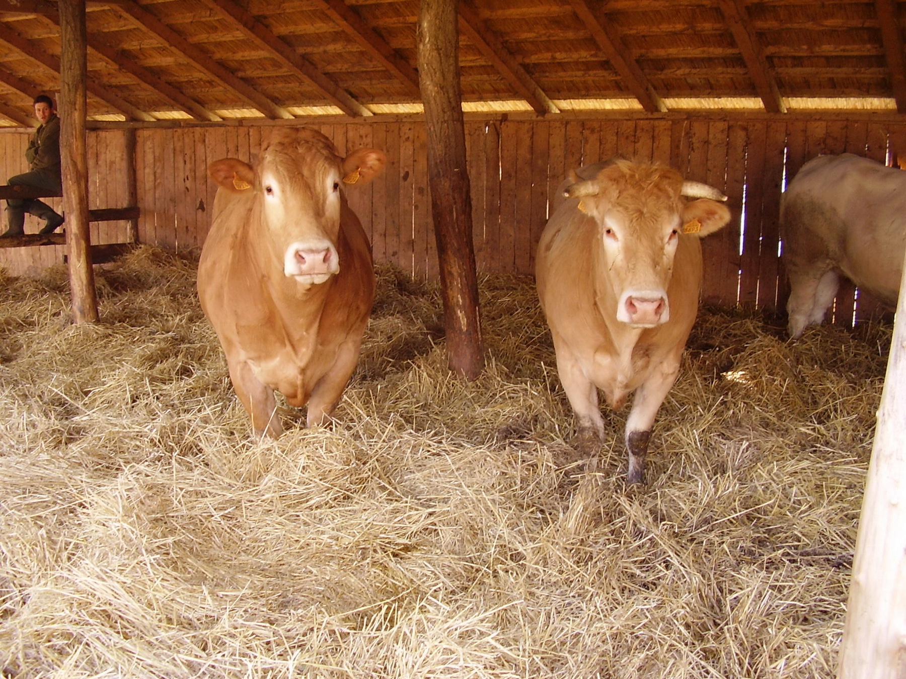 Image 01