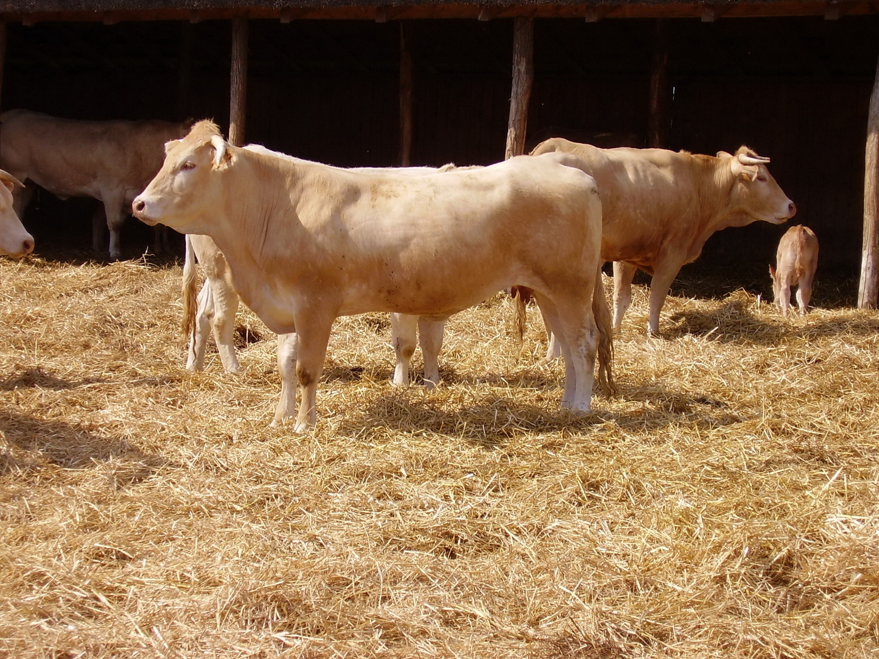Image 01