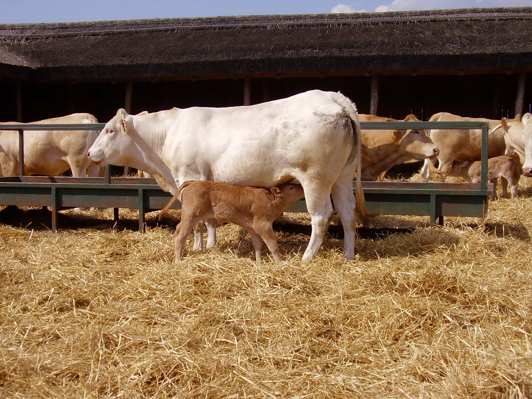 Image 01