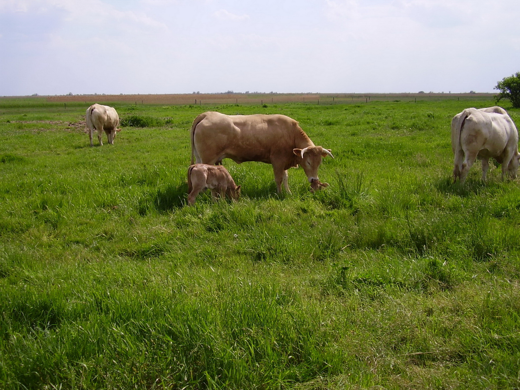 Image 01