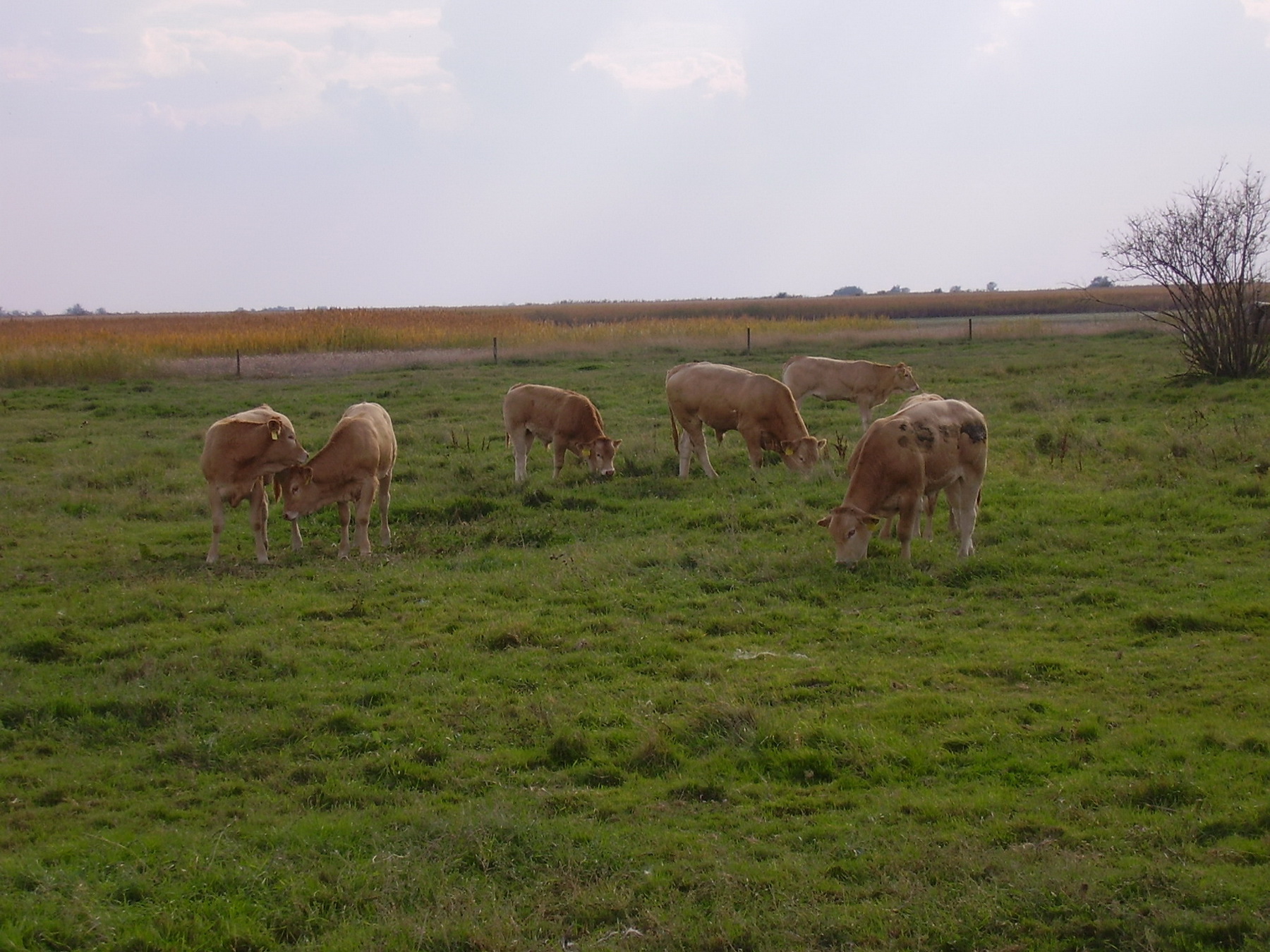 Image 01