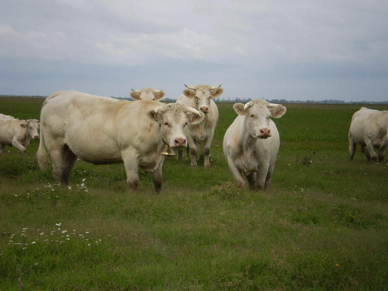 Image 01