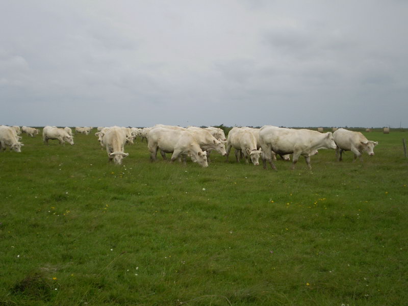 Image 01
