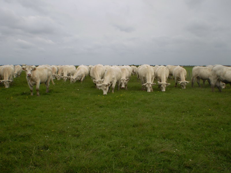 Image 01