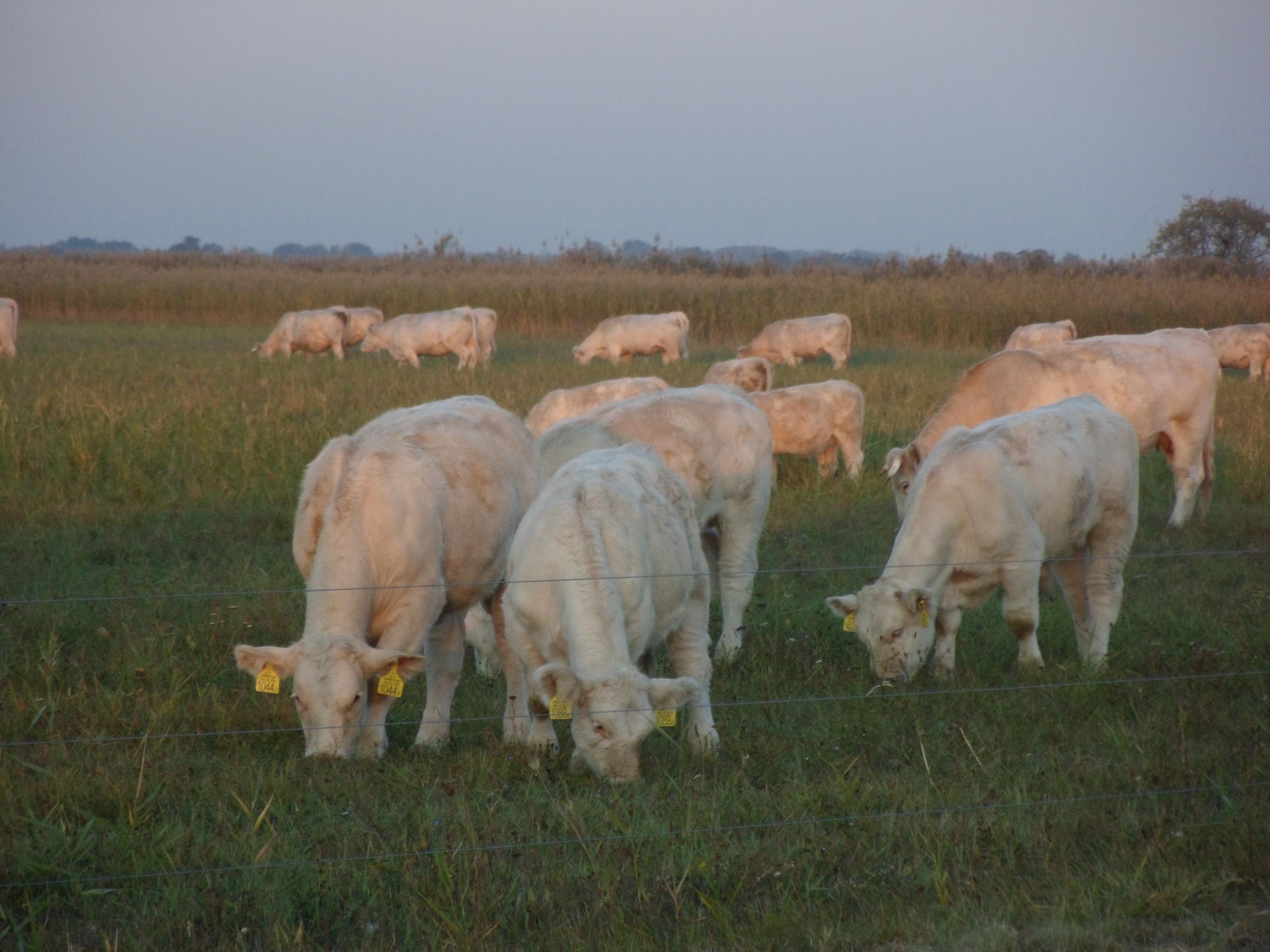 Image 01