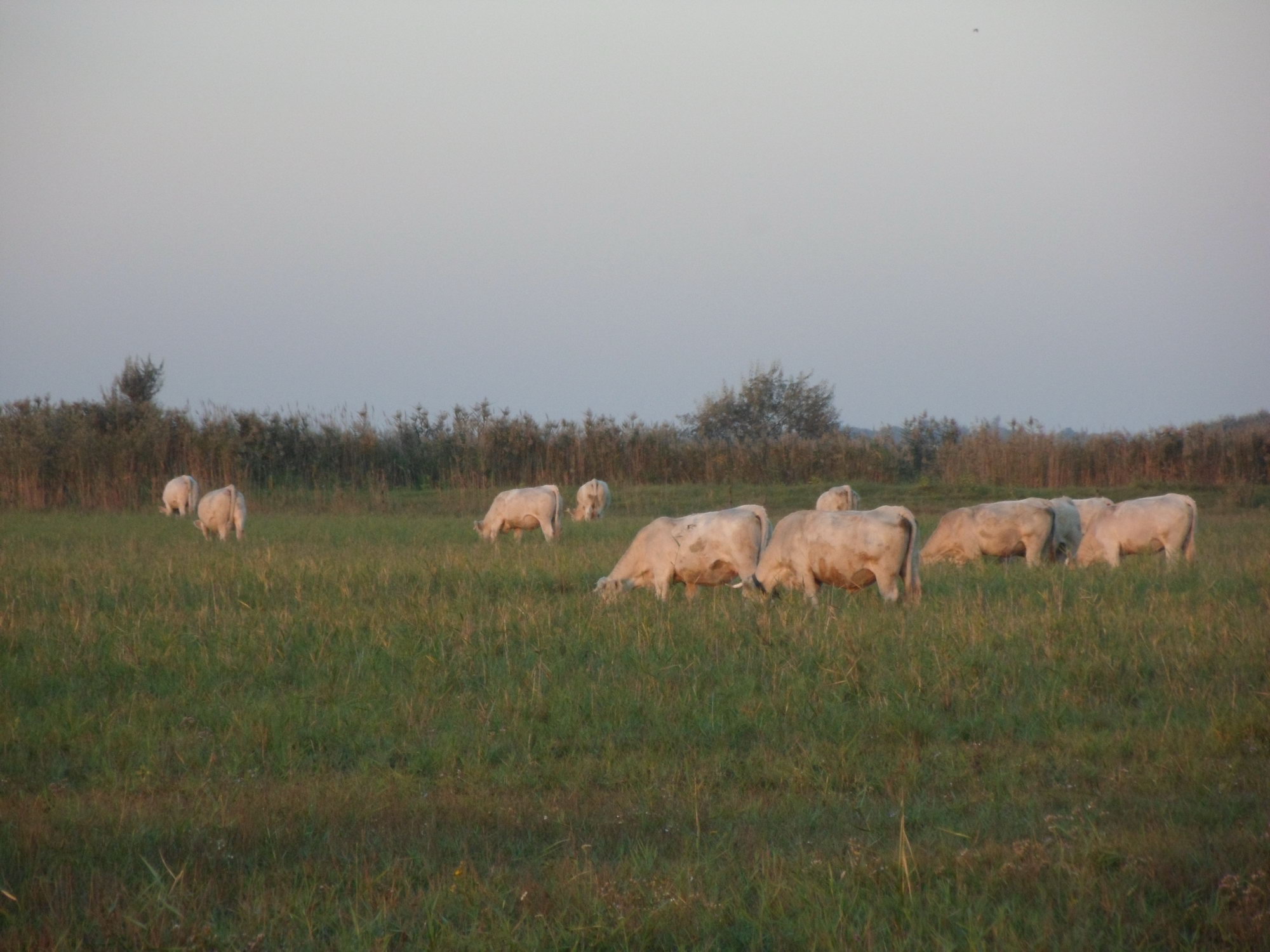 Image 01