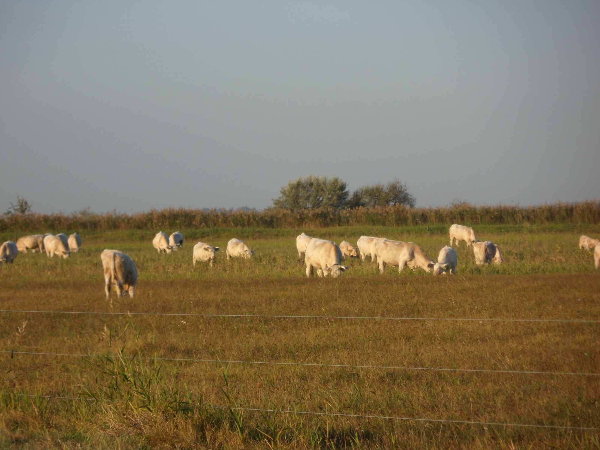 Image 01
