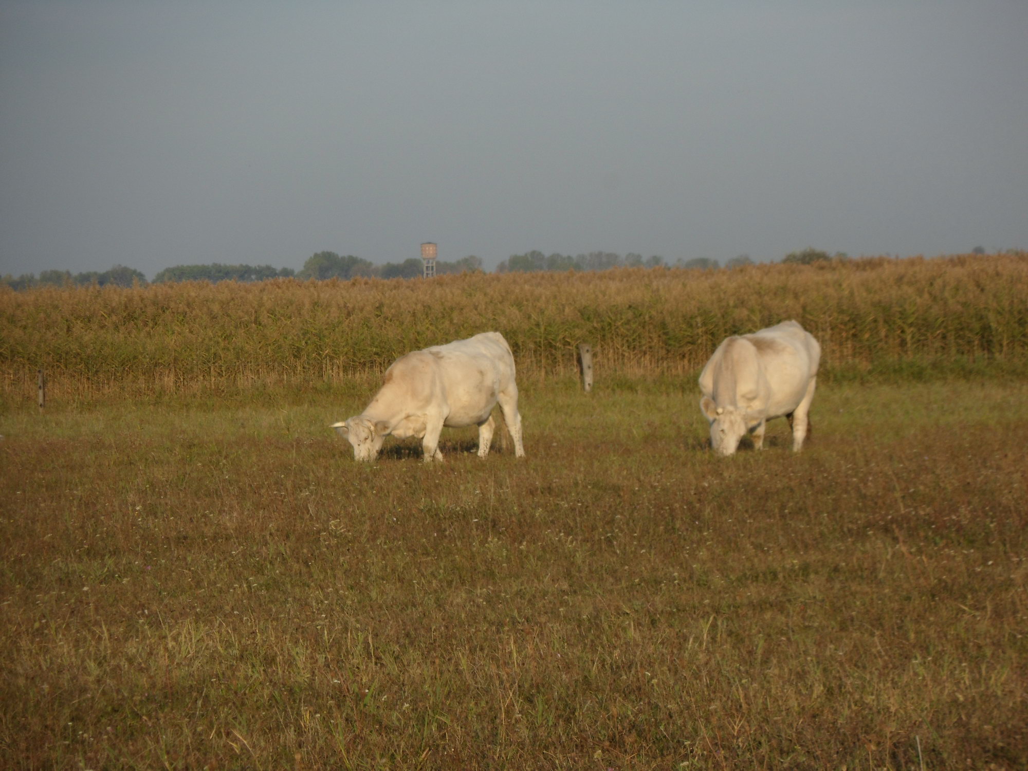 Image 01