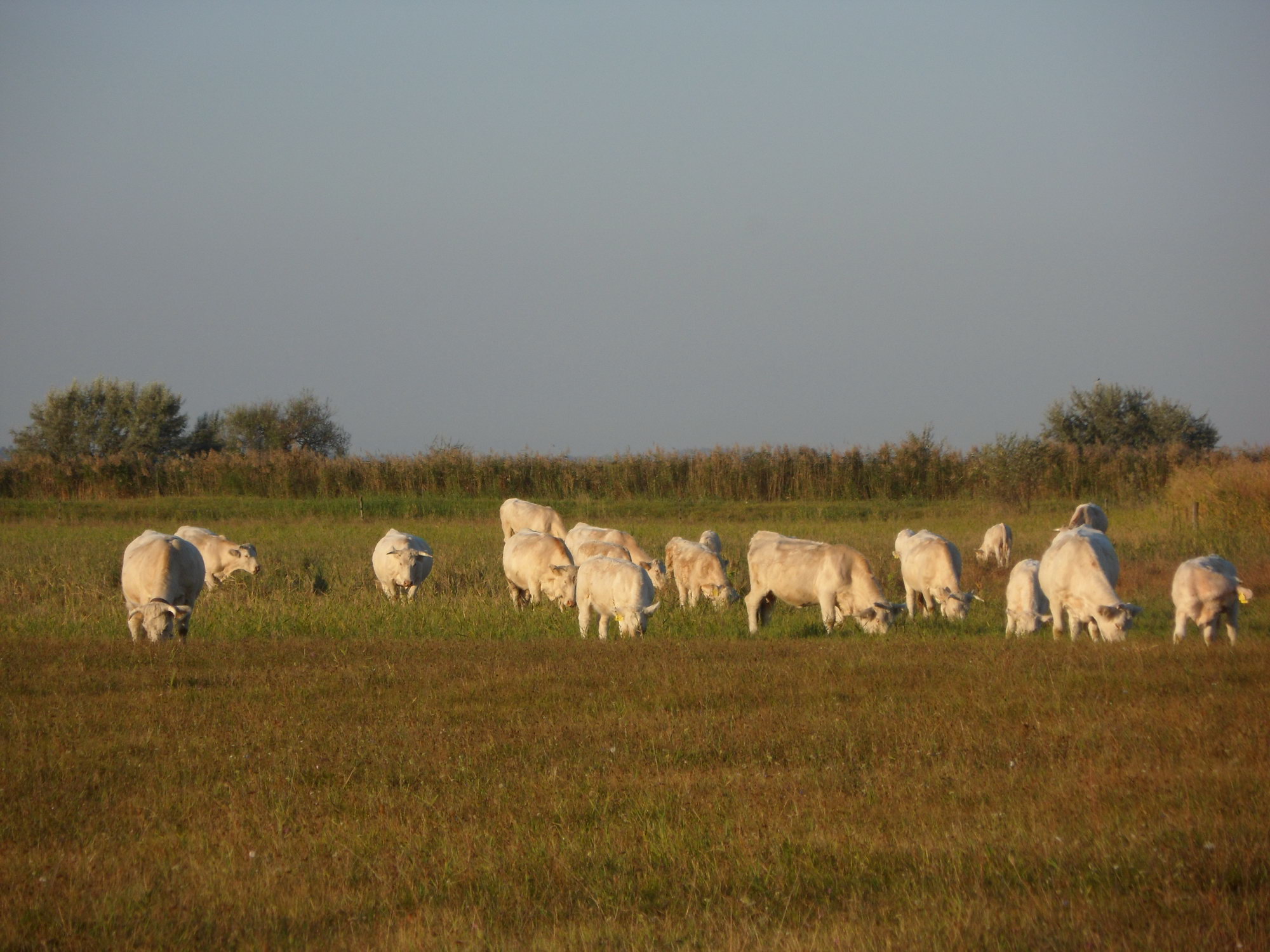 Image 01